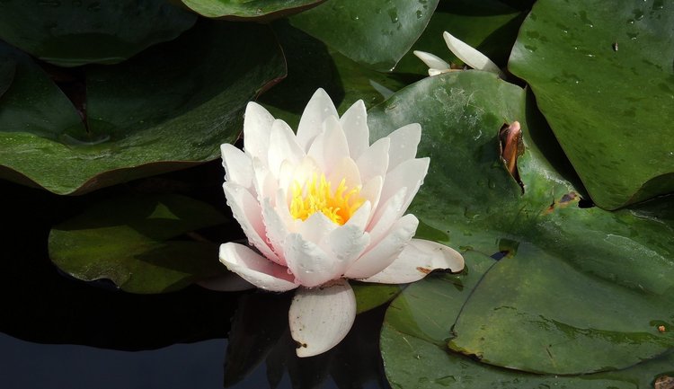 weisse Seerose